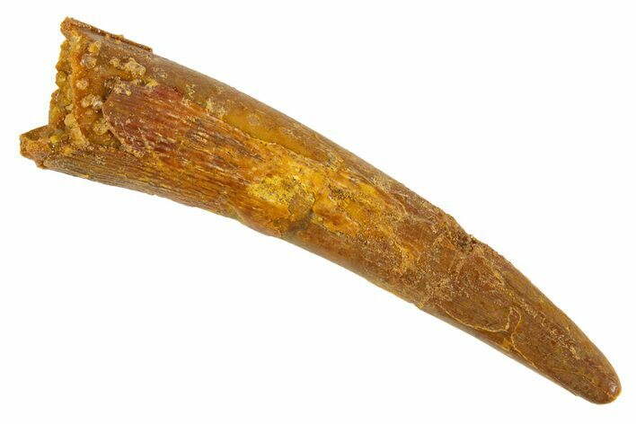 Fossil Pterosaur (Siroccopteryx) Tooth - Morocco #329007